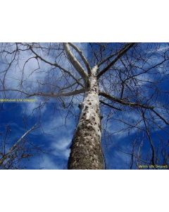 UV (Haze) 1A Multicoated | Multithreaded Glass Filter (62mm) For Sony FDR-AX100
